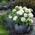 Hortenzia stromčekovitá (Hydrangea arborescens) 'FlowerWOW®' First Edition® - výška 30-40 cm, kont. C3L/P19 - OBROVSKÉ KVETY